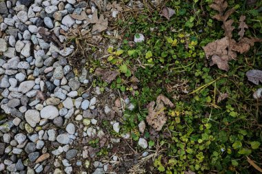 Çimenli ve yapraklı bir patikanın çakıl taşları tepeden ve yakından görülebilen bir patikada.