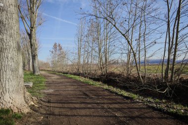Bir tarafında akan su ve ağaçlarla çevrili çamurlu patika bir tarafta çıplak kavak, İtalya 'nın kırsal kesimlerinde güneşli bir günde.