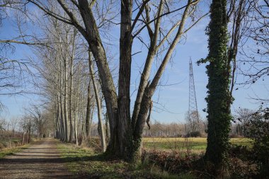 İtalya kırsalında güneşli bir günde, bir tarlanın yanındaki ağaçlarla çevrili, çıplak ağaçlarla ve bir hendekle çevrili patika.