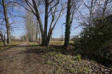İtalya kırsalında güneşli bir günde, bir tarlanın yanındaki ağaçlarla çevrili, çıplak ağaçlarla ve bir hendekle çevrili patika.