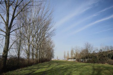 Bir tarafında çıplak kavak sırası, diğer tarafında beton sığır sürüsü olan çimlerle çevrili İtalya kırsalında güneşli bir günde.