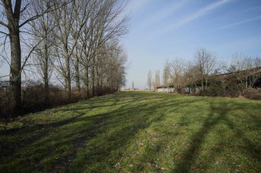 Bir tarafında çıplak kavak sırası, diğer tarafında beton sığır sürüsü olan çimlerle çevrili İtalya kırsalında güneşli bir günde.