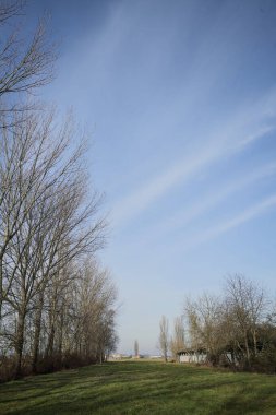 Bir tarafında çıplak kavak sırası, diğer tarafında beton sığır sürüsü olan çimlerle çevrili İtalya kırsalında güneşli bir günde.