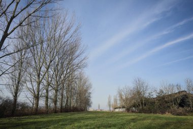 Bir tarafında çıplak kavak sırası, diğer tarafında beton sığır sürüsü olan çimlerle çevrili İtalya kırsalında güneşli bir günde.