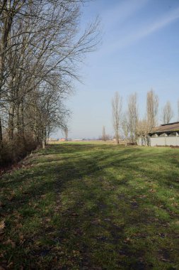 Bir tarafında çıplak kavak sırası, diğer tarafında beton sığır sürüsü olan çimlerle çevrili İtalya kırsalında güneşli bir günde.