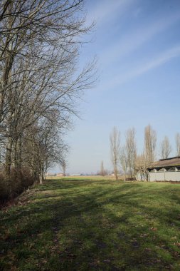 Bir tarafında çıplak kavak sırası, diğer tarafında beton sığır sürüsü olan çimlerle çevrili İtalya kırsalında güneşli bir günde.