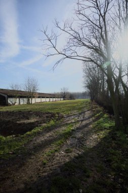 Bir tarafında çıplak kavak sırası, diğer tarafında beton sığır sürüsü olan çimlerle çevrili İtalya kırsalında güneşli bir günde.