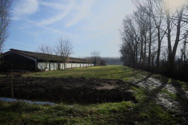 Bir tarafında çıplak kavak sırası, diğer tarafında beton sığır sürüsü olan çimlerle çevrili İtalya kırsalında güneşli bir günde.