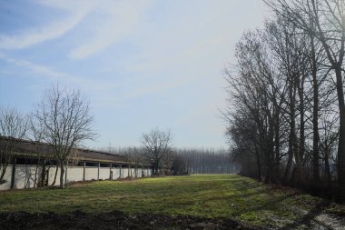 Bir tarafında çıplak kavak sırası, diğer tarafında beton sığır sürüsü olan çimlerle çevrili İtalya kırsalında güneşli bir günde.