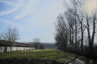Bir tarafında çıplak kavak sırası, diğer tarafında beton sığır sürüsü olan çimlerle çevrili İtalya kırsalında güneşli bir günde.