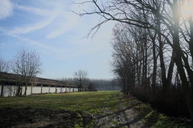 Bir tarafında çıplak kavak sırası, diğer tarafında beton sığır sürüsü olan çimlerle çevrili İtalya kırsalında güneşli bir günde.