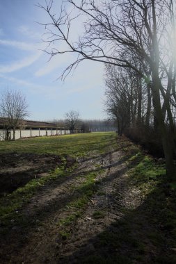 Bir tarafında çıplak kavak sırası, diğer tarafında beton sığır sürüsü olan çimlerle çevrili İtalya kırsalında güneşli bir günde.