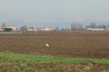 Beyaz balıkçıl tarlalı bir tarlada duruyor, uzak bir köy ve uzak bir arka planda bir dağ sırtı, İtalya 'nın kırsal kesimlerinde güneşli bir günde
