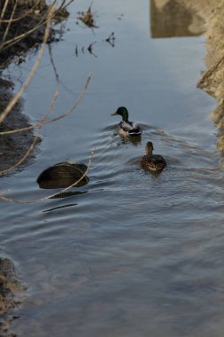 Bir hendekte yüzen yaban ördekleri