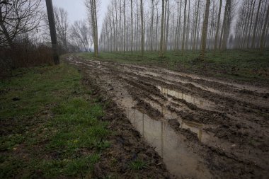 Bulutlu ve sisli bir günde, İtalya 'nın kırsalında, bir çınar çınar tarlasının yanındaki parkta çamurla kaplı bir patika.