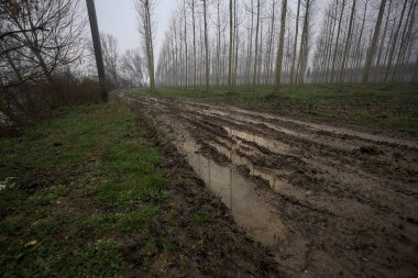 Bulutlu ve sisli bir günde, İtalya 'nın kırsalında, bir çınar çınar tarlasının yanındaki parkta çamurla kaplı bir patika.