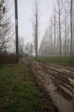 Bulutlu ve sisli bir günde, İtalya 'nın kırsalında, bir çınar çınar tarlasının yanındaki parkta çamurla kaplı bir patika.