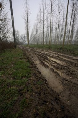Bulutlu ve sisli bir günde, İtalya 'nın kırsalında, bir çınar çınar tarlasının yanındaki parkta çamurla kaplı bir patika.