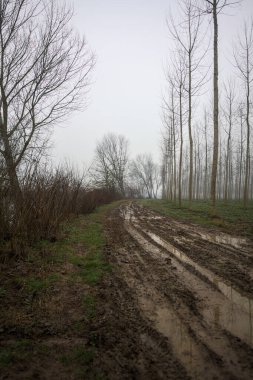 Bulutlu ve sisli bir günde, İtalya 'nın kırsalında, bir çınar çınar tarlasının yanındaki parkta çamurla kaplı bir patika.