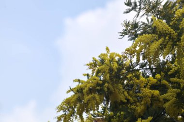 Mimosa 'nın çiçek açan dalları gökyüzüne yakın arkaplan olarak görülüyor