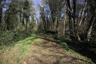 İtalya 'nın kırsal kesimlerinde güneşli bir günde, kısmen gölgede, ağaçların arasında bir parkta patika var.