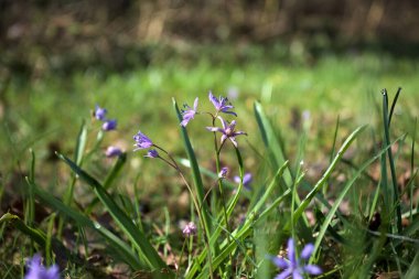 Alpine Squill scilla silvestre 'si çimenlerde çiçek açıyor. Yakından görülüyor.