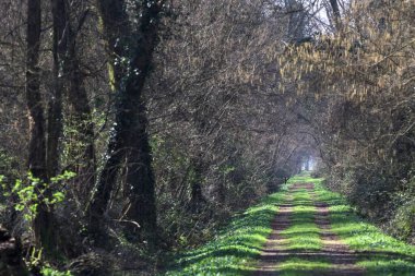 İtalya kırsalında güneşli bir günde, kenarlarında ağaç parçalarıyla çevrili bir parkta çamurlu bir patika.