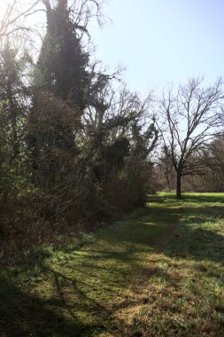 Ağaçların yanında çimler ve İtalya 'nın kırsal kesimindeki bir parkta çimenlikte çıplak bir ağaç var.