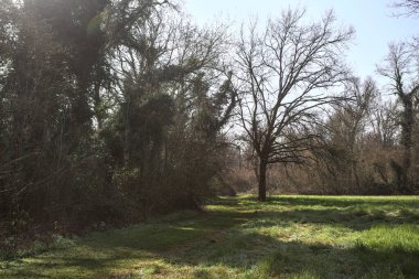 Ağaçların yanında çimler ve İtalya 'nın kırsal kesimindeki bir parkta çimenlikte çıplak bir ağaç var.