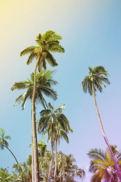 Vintage tarzı palmiye ağaçlarında.