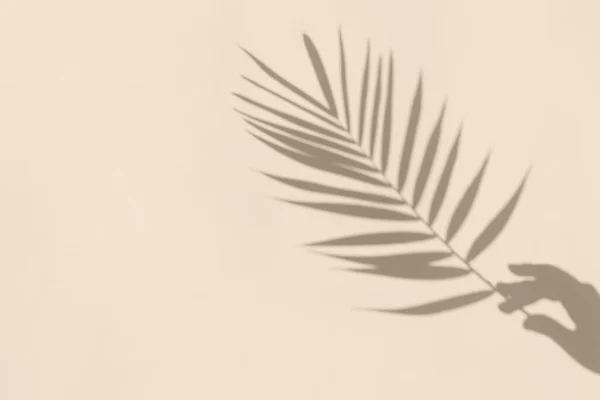Elin yumuşak gölgeleri beton arka planda bir palmiye yaprağını tutuyor. Yaz tropik asgari konsept.
