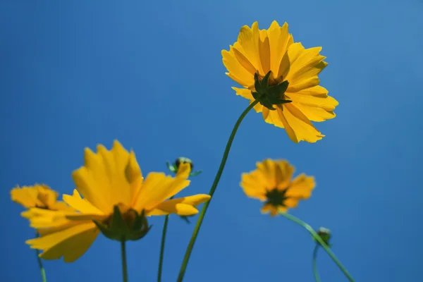 Mavi gökyüzü arka plan üzerinde sarı çiçekler papatya
