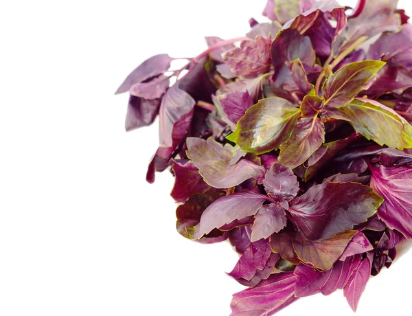 Beyaz arka plan üzerinde mor fesleğen