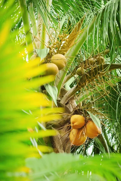 palm treee genç Hindistan cevizi