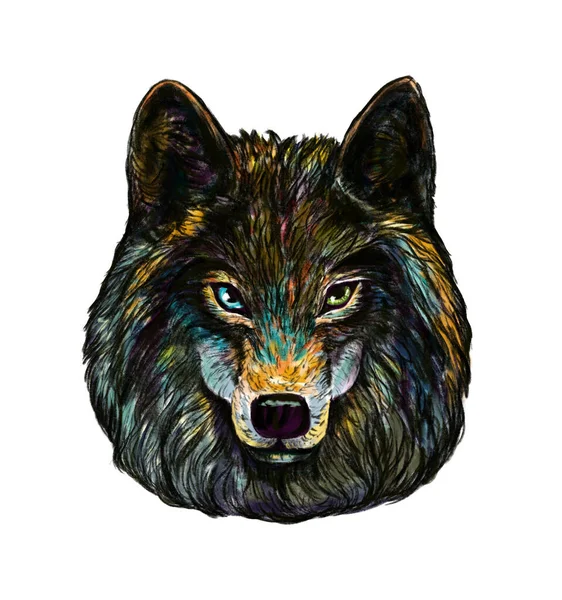 Retrato Desenhado Mão Multicolorido Lobo Olhando Para Câmera Esboço Colorido — Fotografia de Stock