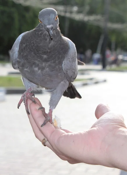 Dove on hand — Stock Photo, Image