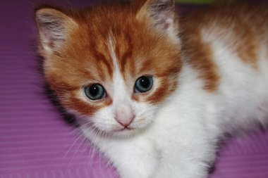 Kırmızı kedi yavrusu