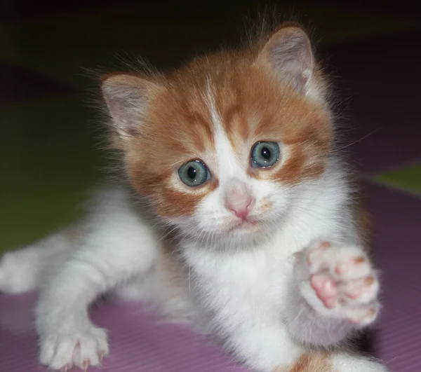 Kırmızı kedi yavrusu
