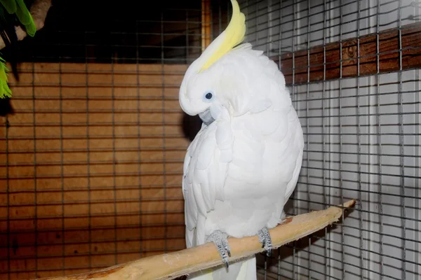 Papağan