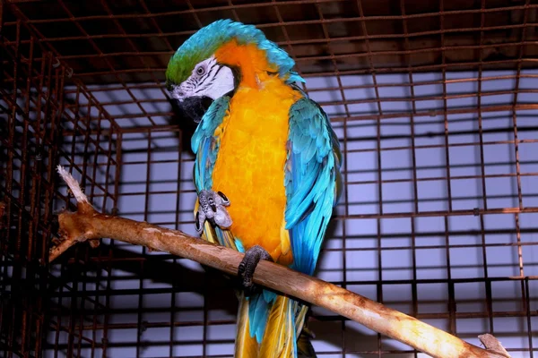 Papağan