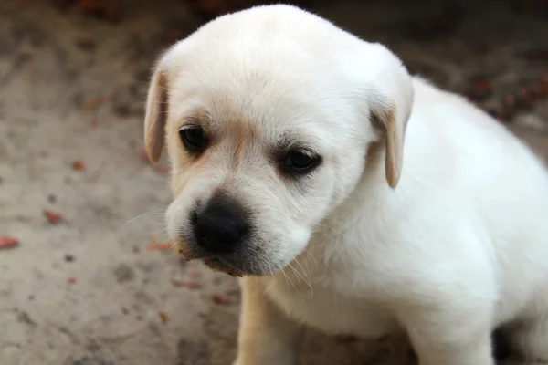 köpek yavrusu labrador