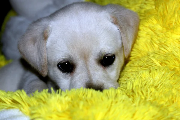 köpek yavrusu labrador