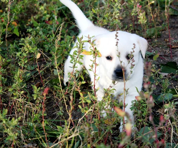 Štěně labradora — Stock fotografie