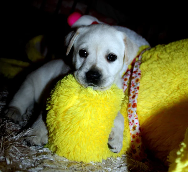 köpek yavrusu labrador