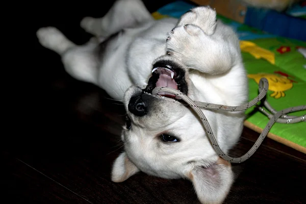 köpek yavrusu labrador