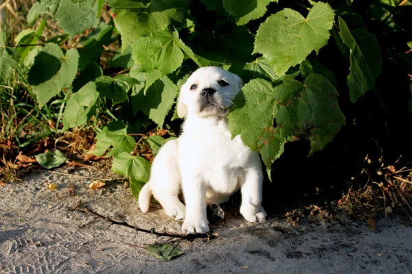 köpek yavrusu labrador