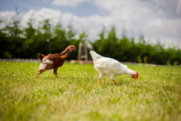 Chickens on Grass — Stock Photo, Image