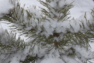Yılbaşı için ağaçta kar var.