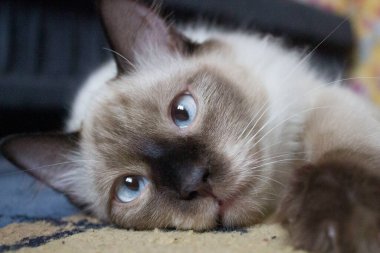 Şirin bir Siyam kedisinin portresi.