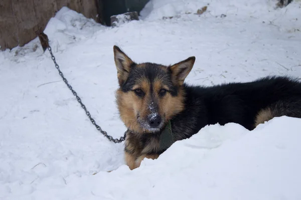 家の近くに座っている黒い犬の肖像画 冬の雪 — ストック写真